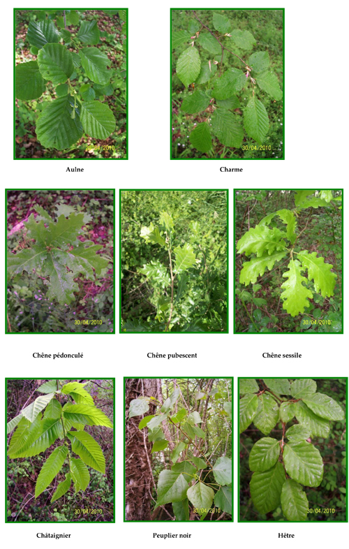 Une grande diversité phytogéographique arborée