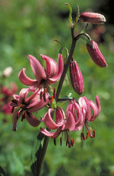 Le lys martagon plante de montagne emblématique