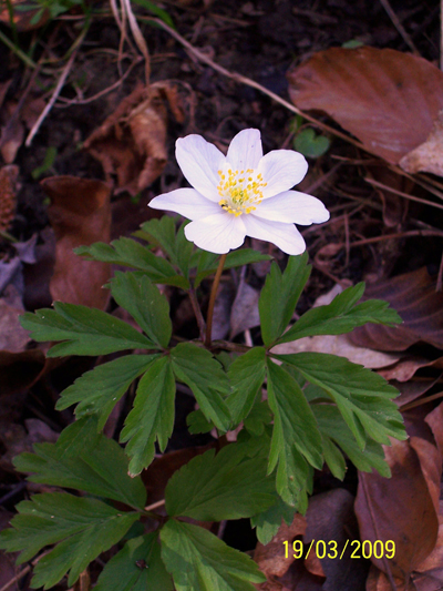 L’anémone sylvie, plante printanière des sous-bois de la hêtraie.