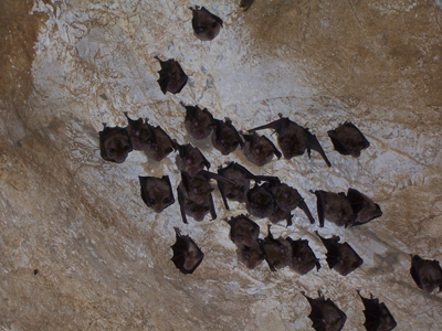 Une colonie de chiroptères