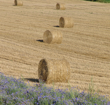 Changement climatique, agriculture et écosystèmes