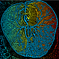 La construction du vivant : le système vasculaire