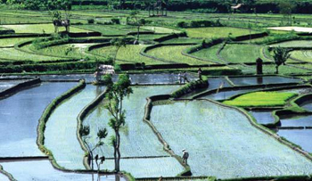 Stratégie de l'eau et sécurité alimentaire mondiale