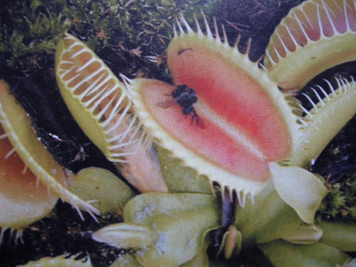 Ruses et astuces chez les végétaux